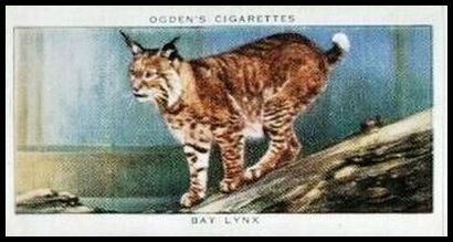 27 Bay Lynx